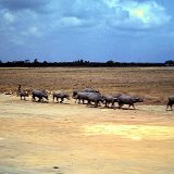 "Water Buffalo - Quan Loi March 68 - ABtry 6/27th Arty"